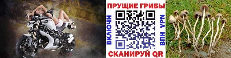 Псилоцибиновые грибы мухоморы  Купить  Дудинка 
